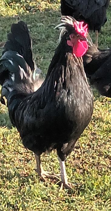 Kogut czubatek czarny