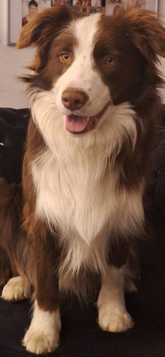 Szczeniak  border collie