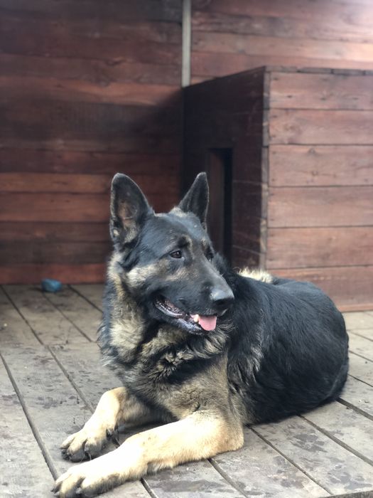 Вязка Овчарка кобель