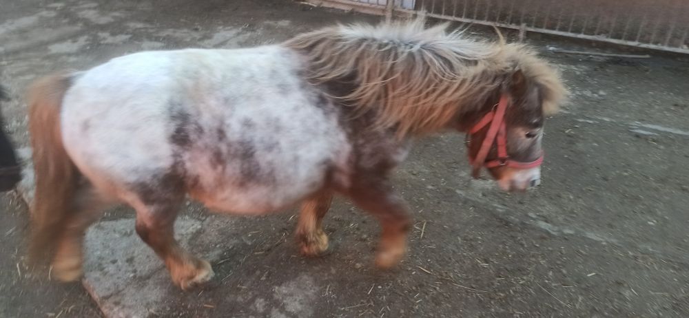 Klacz,kucyki szetlandzkie