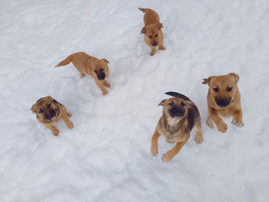 Pieski szukają domu