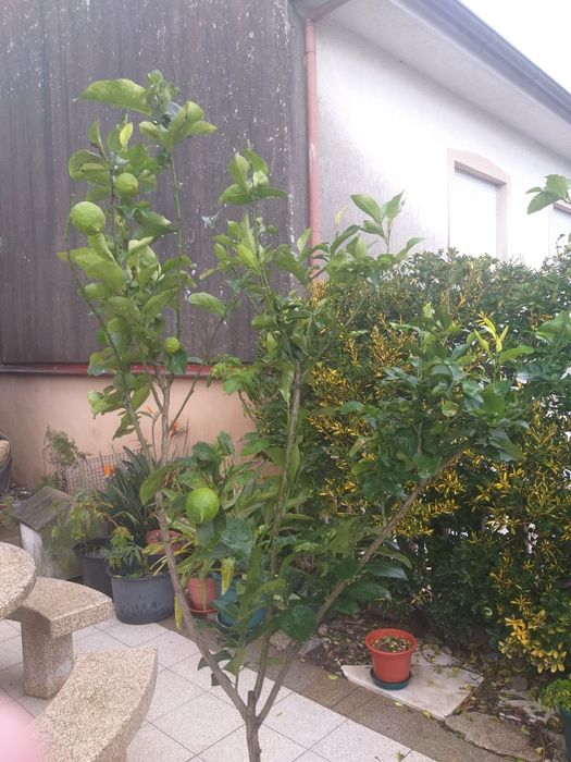 Limoeiro  grande com fruto