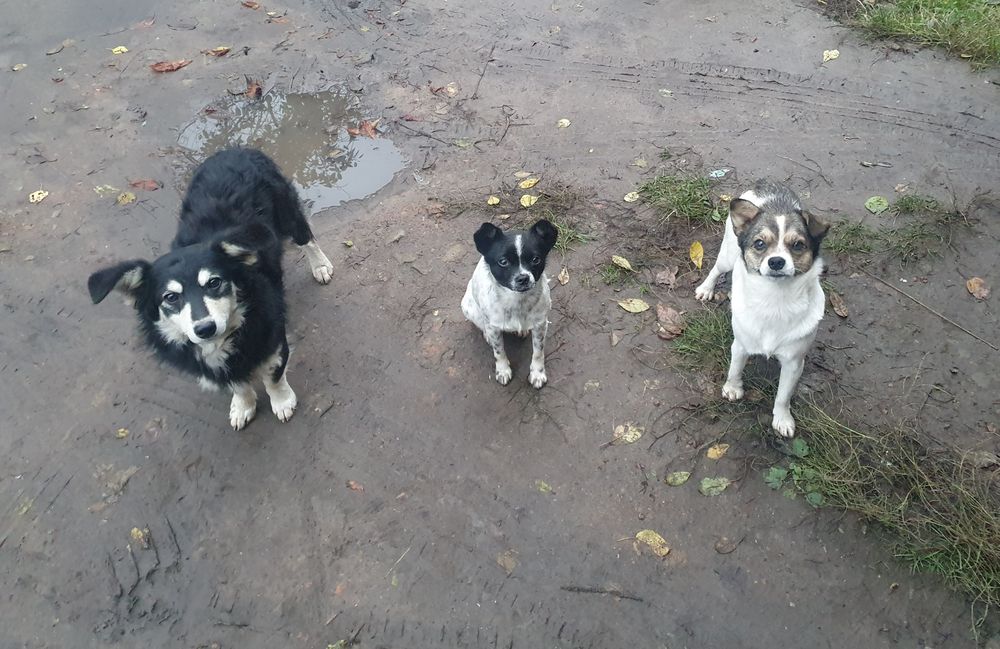 Собачки Безкоштовно.