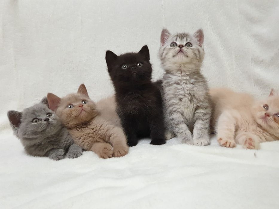 Kot Brytyjski, czarny kociak, brytyjczyk