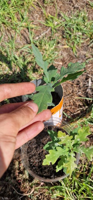 Carvalho bravo para plantar