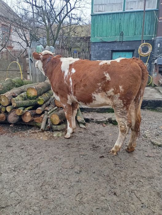 Телиця на корову