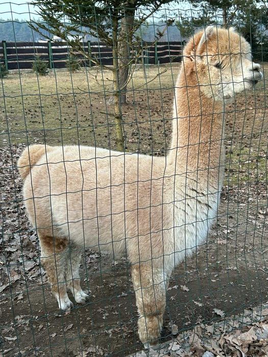 Aplaki 2 Samice i Samiec