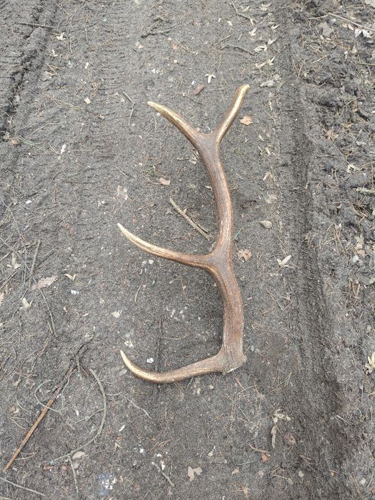 Poroże jelenia sprzedam