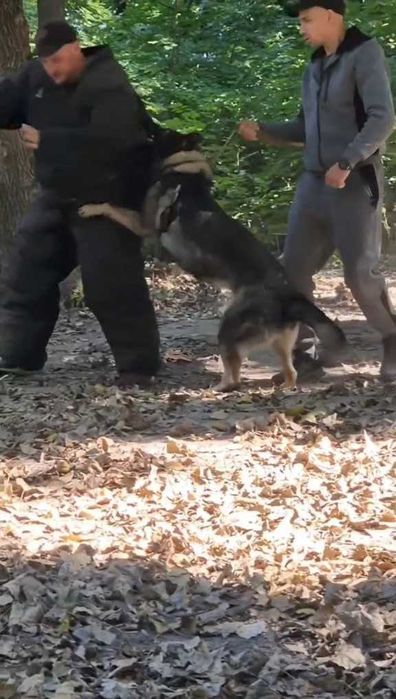 Щенки (метис) Немецкой овчарки ,служебного собаководства !!!