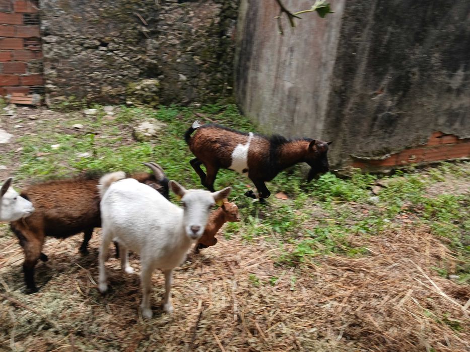 Cabras bonitas e desparasitadas