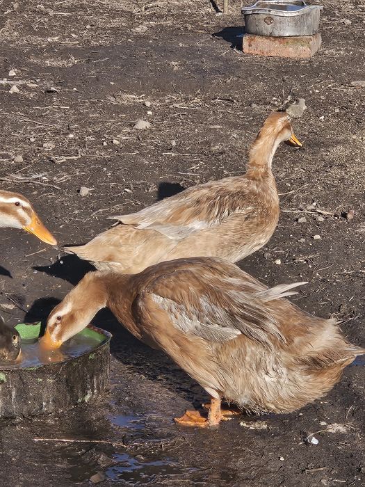 Jaja lęgowe Kaczka Saksońska