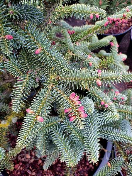 Ялиця іспанська Келеріс ( Kelleriis )