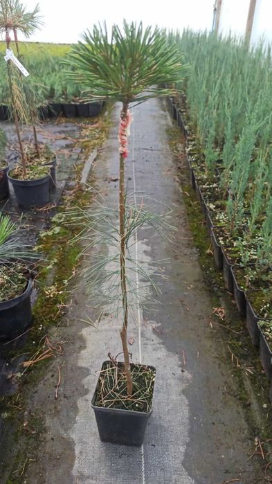 Сосна на штамбі бенжамін ( та інші )