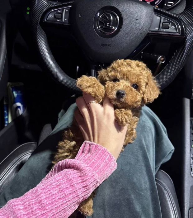 Собачка той пудель хлопчик