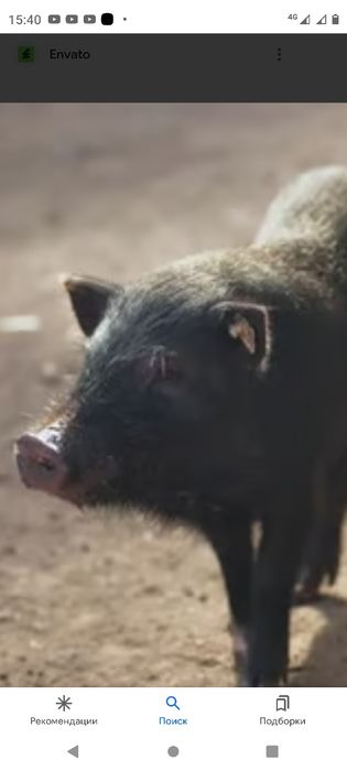 Продам вьетнамских свиней