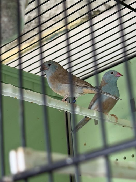 Para ceder mandarins, e aves afinanas como , peito celeste , pytilia, cremesim etc…