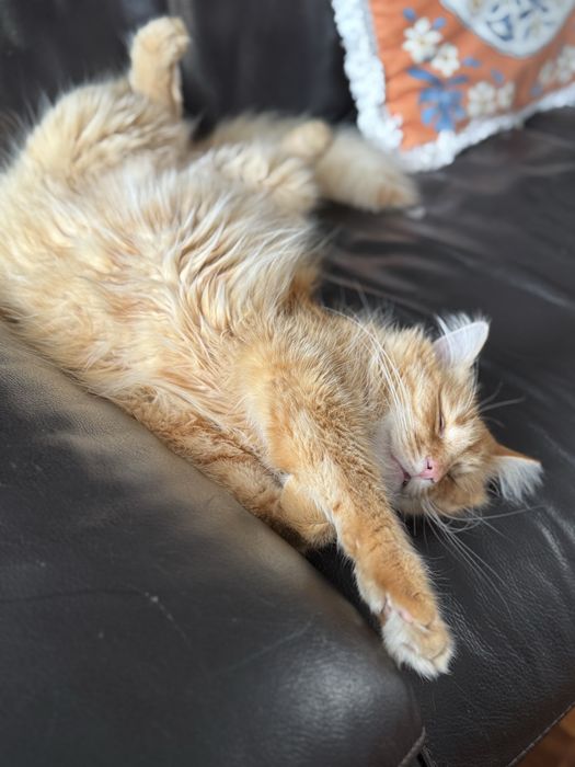 Liczymy na cud… Dom dla Rudego pilnie poszukiwany