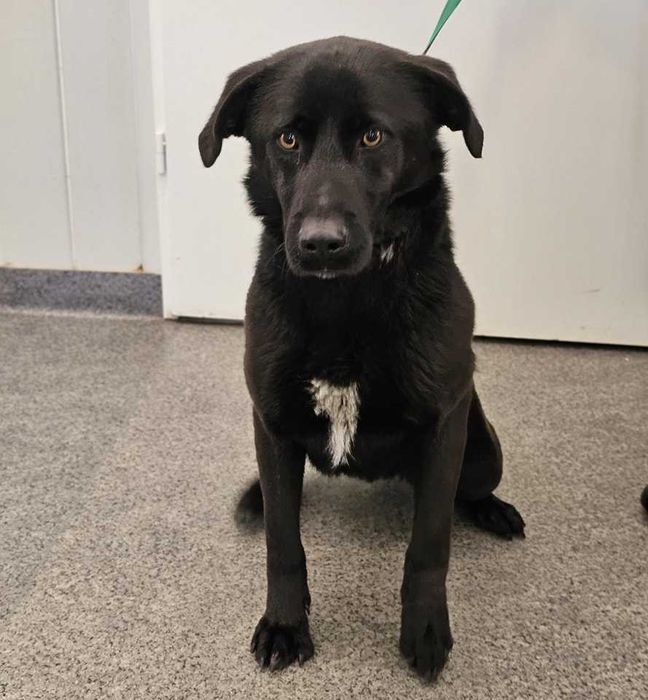 Kroczyce/Kostkowice znaleziono psa!