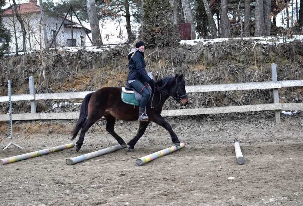4 letni wałach rasy huculskiej z predyspozycjami do skoków