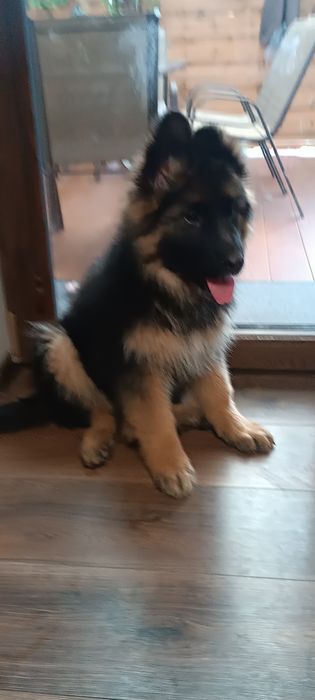 Owczarek Niemiecki Długowłosy suczka