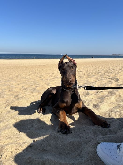 Sprzedam Dobermana Samca