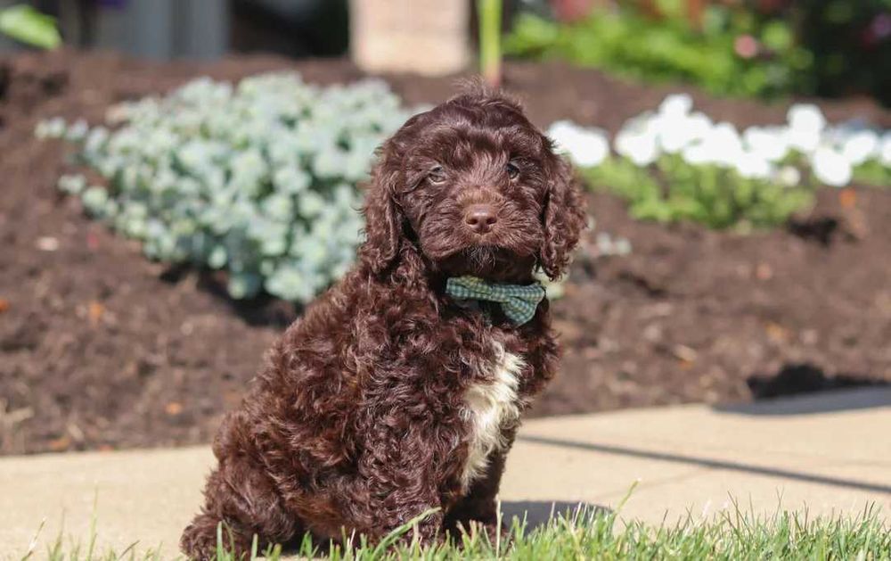 Cockapoo disponível