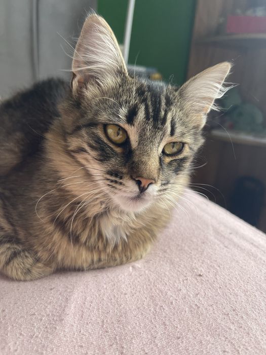 Мікро  мейн-куни :) - близнюки  зі сходу))