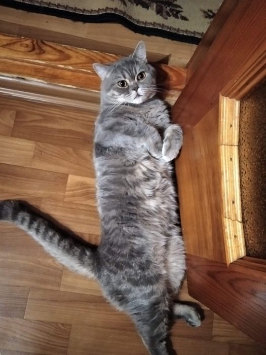 Продам кота шотланского