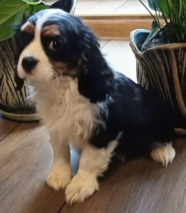 Cavalier King Charles spaniel