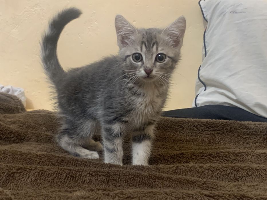 Котенок 2 месяца