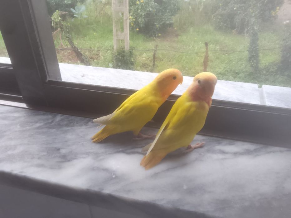 Cedo aves domesticados