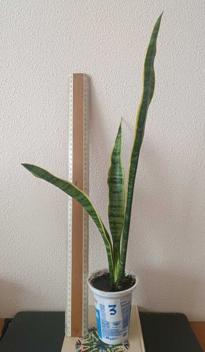 Сансевиерия окаймленная велика Sansevieria, тещін язик, щучий хвіст