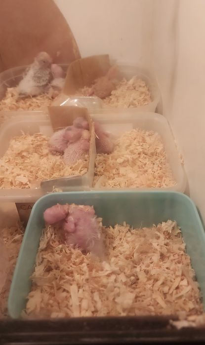 Caturra domesticada