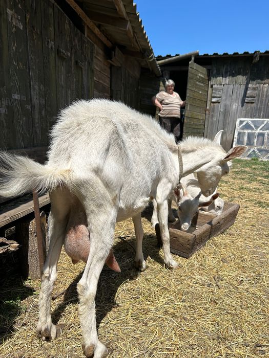 Коза, Козел , Козенята