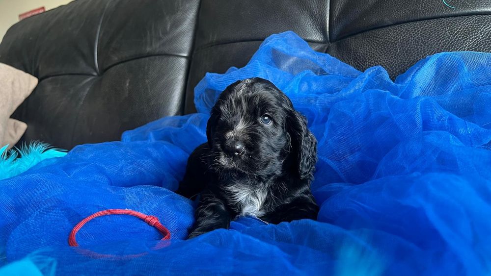 Cocker spaniel inglês