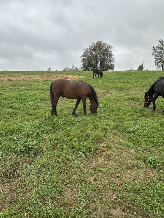 Hucuły, ogierki, źrebieta