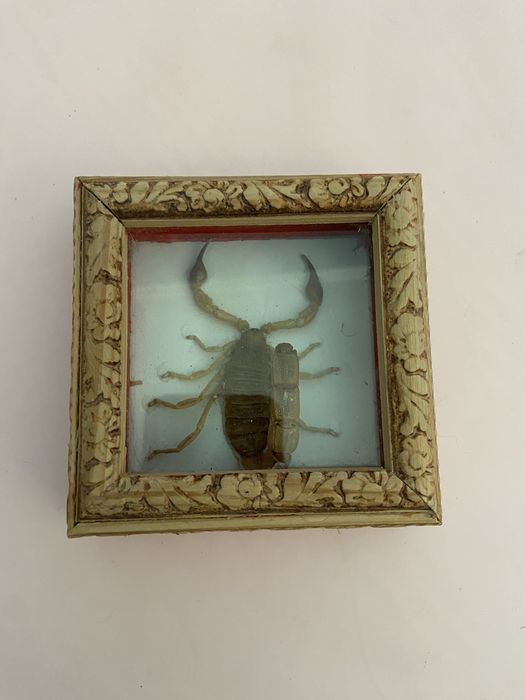 аризонский волосатый скорпион под стеклом