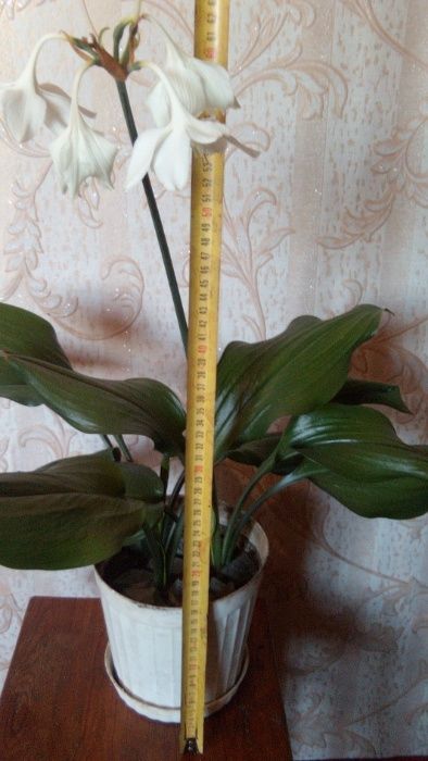 Сансевиерия,китайская роза,лимон,алоэ,кактусы и т.д.