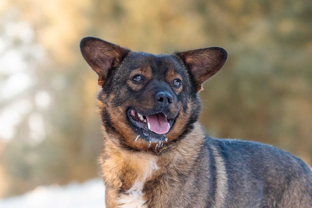 BENIO - mały wesoły psiak poleca się do pokochania