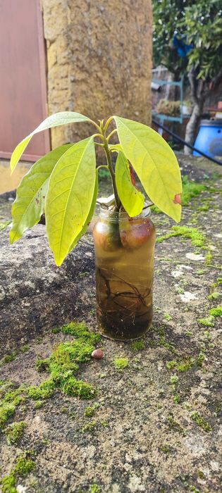 Abacateiros, árvore (planta) do abacate. Vários tamanhos.