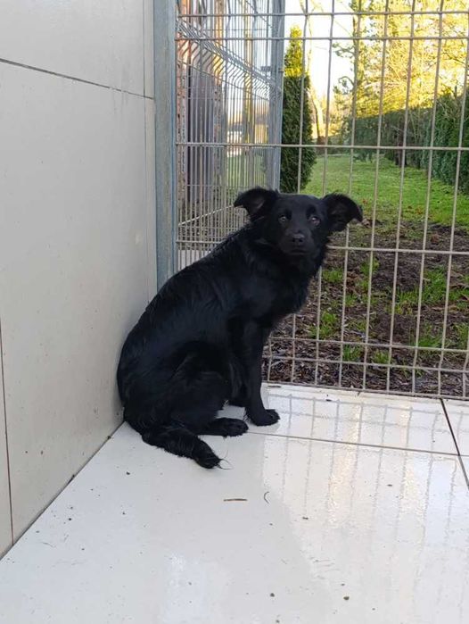 Kilkumiesięczny Lulek czeka w schronisku bez wolontariatu