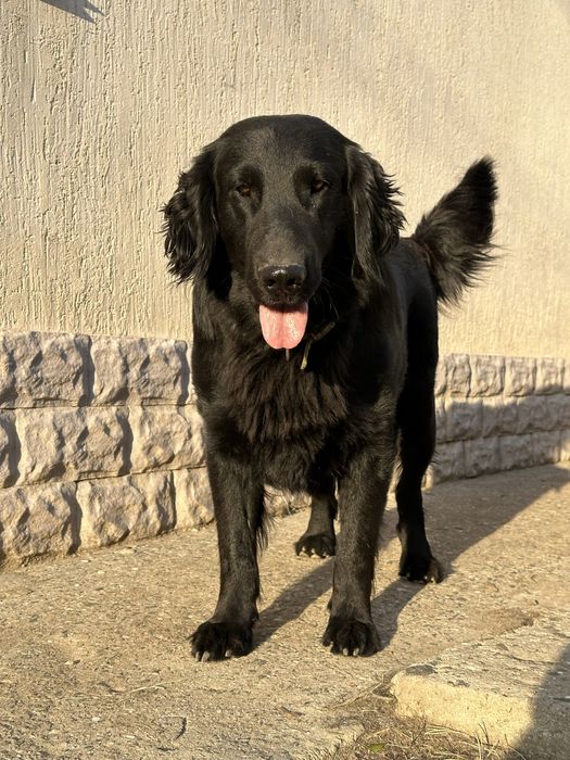 Прямошерстный ретривер