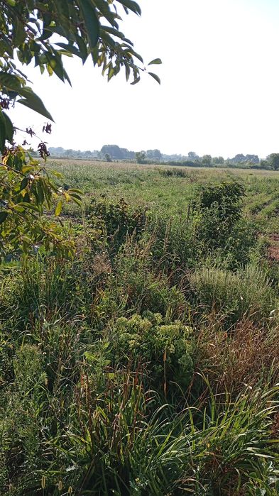 Продам дом в области