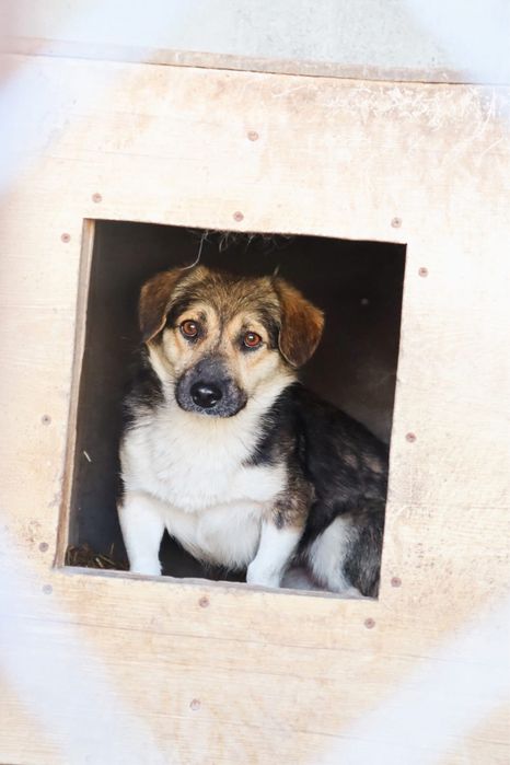 Teo szuka pilnie domu