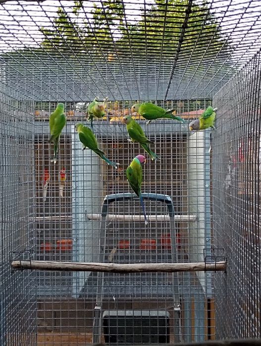 Lote de 16 cabeças de ameixa