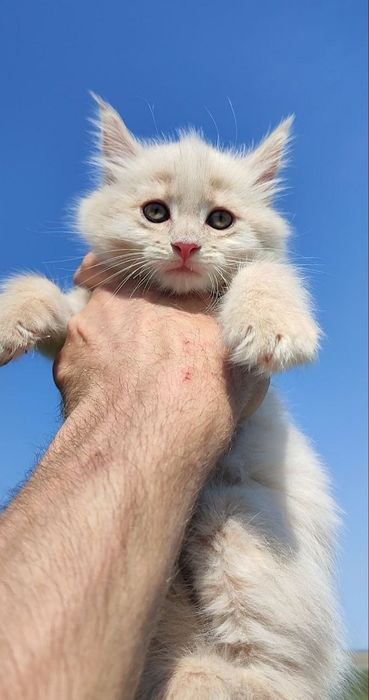 котята мейн-кун , котики и кошечки