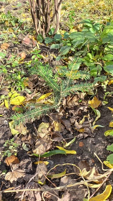 Саженци карпатской ели и смереки