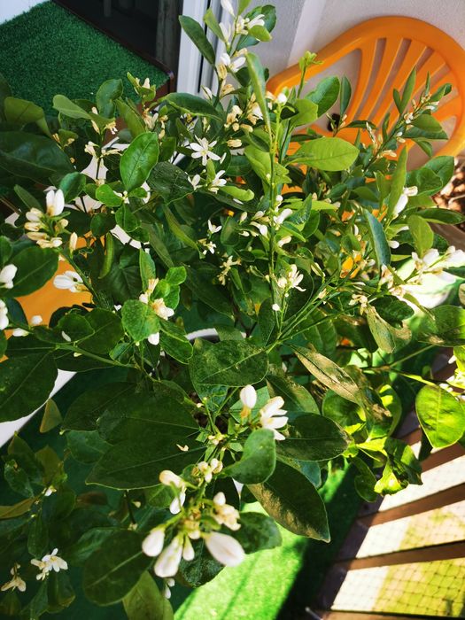 Citrus Calamondin, pomarańcza