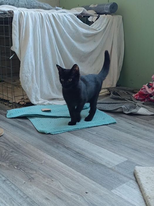 Самый маленький котёнок бесплатно