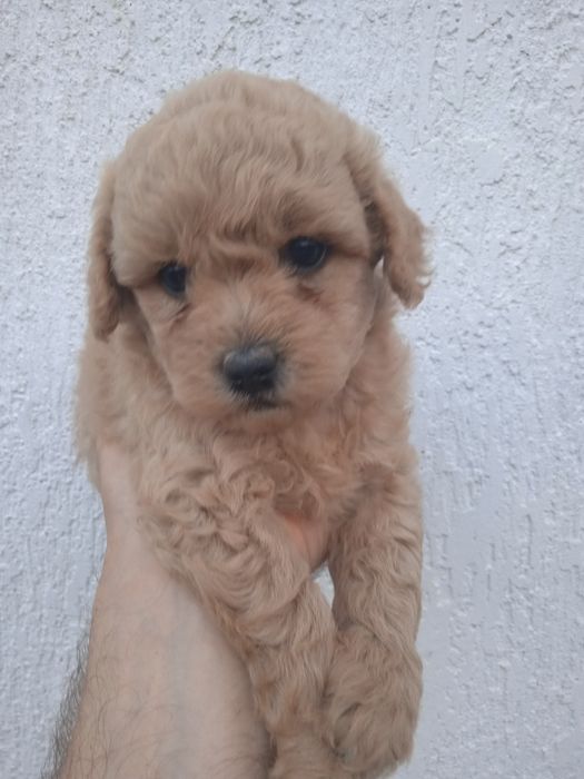 Щенки малтіпу супер